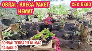 PAKET HEMAT BONSAI TERBARU DAN HARGANYA MURAH📞088805741284 JeckpaeyBonsai91 [upl. by Oinota782]