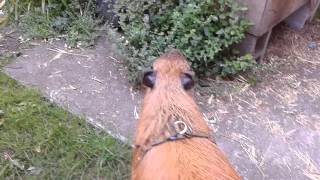 Capybara Training Herding Cats [upl. by Nileuqaj]