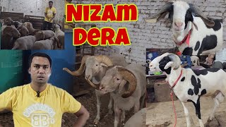 Aaj Hoga Khelne Ka Saukh  Hatyaar Ka Rutba Dekho At Nizam Ka Dera  Big Size Sheep Of Nizam Dera [upl. by Prentice]