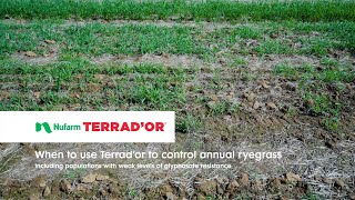 When to use Terrador to control annual ryegrass [upl. by Therine]