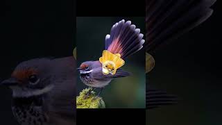 Rufous Fantail vs Other Birds Which One is the BEST Singer [upl. by Sherie198]