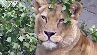 Tag und Nacht im Tierpark Hagenbeck  Dokumentation von NZZ Format 2003 [upl. by Calley]