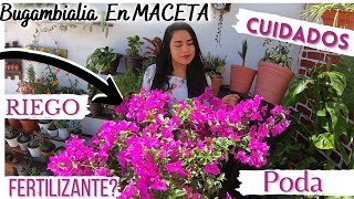 Bugambilia En Maceta Siempre Con Flores  Todo Sobre Sus Cuidados [upl. by Octavla]