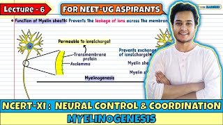 Lec 6 Myelinogenesis  Neural Control amp Coordination  NEET  Class 11 [upl. by Aremat]