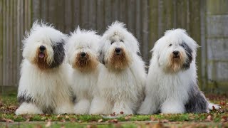 Old English Sheepdog vs Great Pyrenees Breed Comparison [upl. by Dalury575]