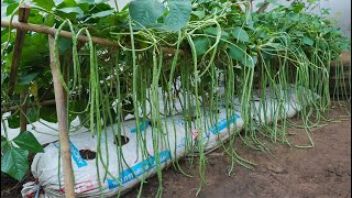 Unique method Growing cowpeas in soil bags gives excellent yields [upl. by Eadahc]