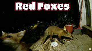 Red Foxes And More 🦊😻🐦 [upl. by Melodee]