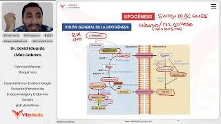 Lípidos  Lipogénesis [upl. by Buffy]