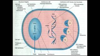 Farmacologia em Antibióticos  Princípios apenas slides [upl. by Elurd]