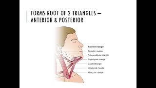 Deep Cervical Fascia PPT Slide Presentation [upl. by Milena]