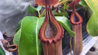 Toothy Nepenthes Update [upl. by Leahcimaj]