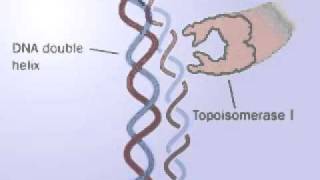 DNA Topoisomerase  Topoisomerase I and II mechanism  Releasing the tension of DNA [upl. by Huda]