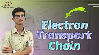 Electron transport chain in bangla Chemiosmotic hypothesis Oxidative phosphorylation [upl. by Yrffej963]