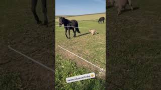 americanpainthorse australiancattledog lifestyle życienawsi [upl. by Atnahs675]