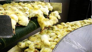 How Poultry Farm Make Million Eggs and Meat  Inside Modern Chickens Farm  Poultry Farm Technology [upl. by Hobey]