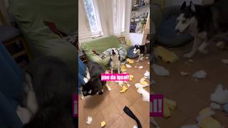 Me voy de casa pero les da igual 🤣 huskylife dogvlog maxthehusky perrosgraciosos cachorro [upl. by Shirleen48]