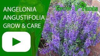 Angelonia angustifolia flowers growing and care [upl. by Ajay]