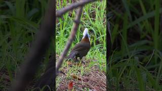 Whitecrested laughingthrush  Beautiful Bird  shorts wildbirdphotography birdslover [upl. by Howes698]