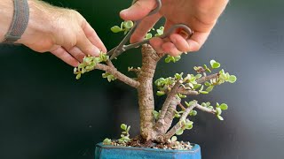 Tree 26 From Pre Bonsai to Bonsai “Prancer” [upl. by Rieger337]