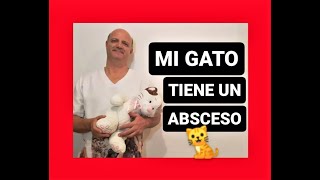 Mi gato tiene un absceso [upl. by Zelda]