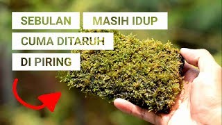 Penyebab moss aquascape menguning mati dan solusi agar bisa hidup [upl. by Fillbert]