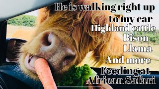 Highland cattleBison and more Bigfaced Animals at African Safari Drive Thru [upl. by Coppinger101]