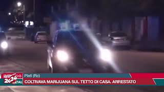 Platì Rc Coltivava marijuana sul tetto di casa arrestato [upl. by Berty]