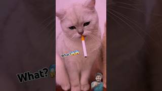 Do cats also smoke cigarettes 😱🐈 cat pets catlover animals reactshorts cigarette cutecat [upl. by Modesta14]