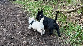 Scottie dog puppy’s first adventure at the woods 🍁🌳 puppy scottishterrier [upl. by Crowe]