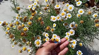 1396 How to grow amp care Argyranthemum Frutescens Paris DaisyMarguerite DaisySpring Garden [upl. by Atteynad267]