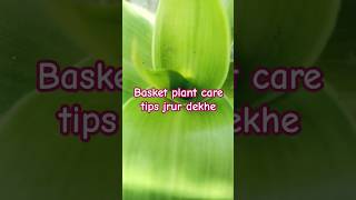 Basket plant indoorplant like share subscribe [upl. by Prima]