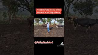 President Ruto checks on his livestock at his Kilgoris Farm [upl. by Ahseyi683]