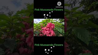 Pink Mussaenda Flowers nature flowers gardening shorts trending viralvideo plants [upl. by Adnor258]