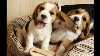 Funny And Cute Beagle Puppies Compilation 1  Cutest Beagle Puppy [upl. by Kreitman]