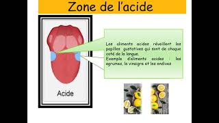 L’analyse sensorielle [upl. by Amitie]