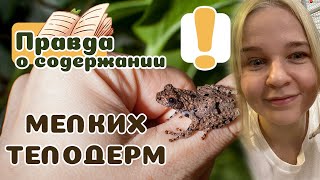 Лягушкителодермы для новичков Как ухаживать [upl. by Melisande]