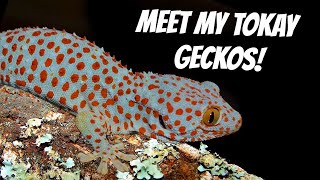 MEET MY TOKAY GECKOS  FEEDING  Reptiliatus [upl. by Reivaxe172]