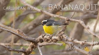 Caribbean Wildlife  special Bananaquit  a Short Film in 4K Super Slow Motion with ambient sound [upl. by Draw]