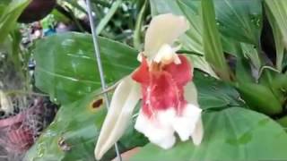 Coelogyne speciosa  species orchid native to Indonesia and Southeast Asia [upl. by Knorring]