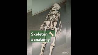 skeleton osteology bonesanatomy medicosneetug neetpg Sudarshanlipane17 🦴🏥💊🩺✨⛑️⛑️🌴 [upl. by Holna573]