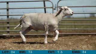 LOT 24 Orrie Cowie 2024 On Property Sale [upl. by Bennie221]