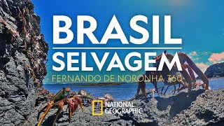 BRASIL SELVAGEM  Fernando de Noronha  360 ° [upl. by Eben]