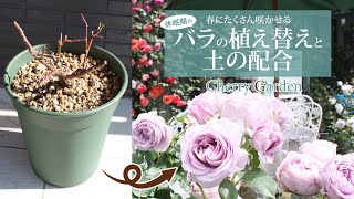 【バラの植え替え】冬のバラの鉢増しや土替えなど植え替え作業と土の配合 [upl. by Tarryn]