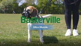 New Baskerville Ultra Muzzle How to Use and Fit [upl. by Ffirahs]