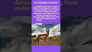 funfact about Pronghorn funfact pronghorn pronghorns pronghornfacts pronghornlover [upl. by Elyr]