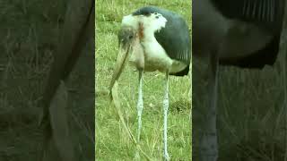 Marabou Stork Menyukai Kebakaran [upl. by Carrillo371]