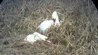 Swans nest building Stanwick Lakes Northants [upl. by Akerahs]