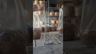 Fastest bagging in the East mushrooms mushroomcultivation mushroomgrowing oystermushroom [upl. by Anallese440]