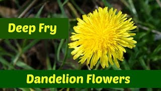 Dandelion Flowers Three Ways to Deep Fry Dandelion Flowers [upl. by Eniala337]