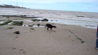 Greyhound Running On The Beach [upl. by Adnauqahs]